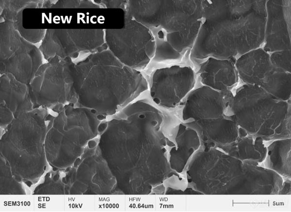 Рисунок 3. Морфология микроструктуры белковой пленки на поверхности молодого и выдержанного риса.