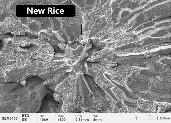 Рисунок 2. Морфология микроструктуры центрального эндосперма молодого и выдержанного риса.