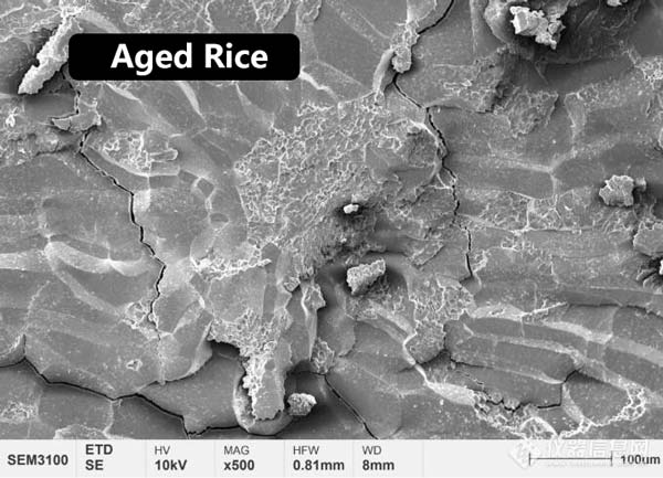 Рисунок 2. Морфология микроструктуры центрального эндосперма молодого и выдержанного риса.