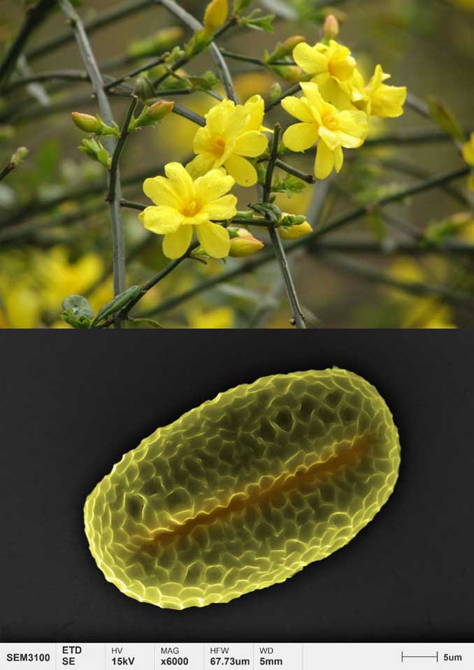 приложения-пыльца-микроморфология-зимний-жасмин
