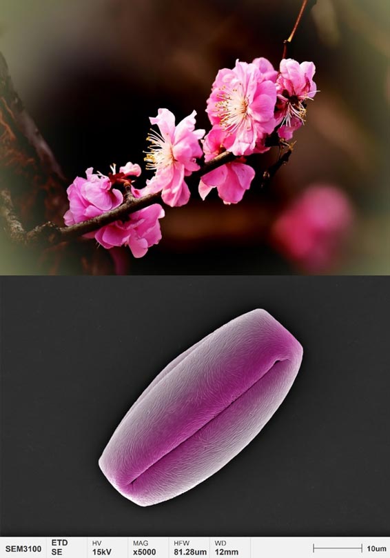 приложения-пыльца-микроморфология-слива-цветок