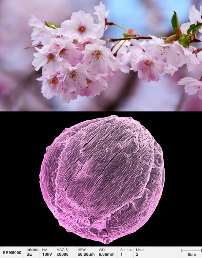 приложения-пыльца-микроморфология-вишневый цвет
