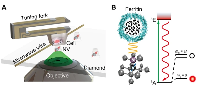 приложения-nvcenter-cell для исследований-ферритин-клеток