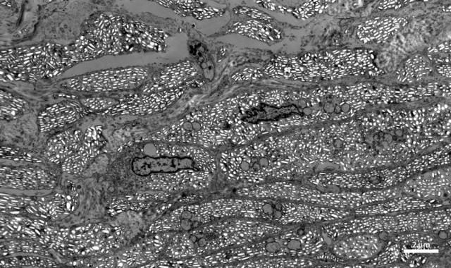 The Science Behind Color Change in Lizards: Insights from CIQTEK Field Emission Scanning Electron Microscope